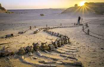 2 Day trip Fayoum oasis and Wadi el Hitan from Sahel Hashesh — photo 3