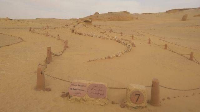 2 Day trip to wadi el Hitan in Fayoum from Cairo — photo 6