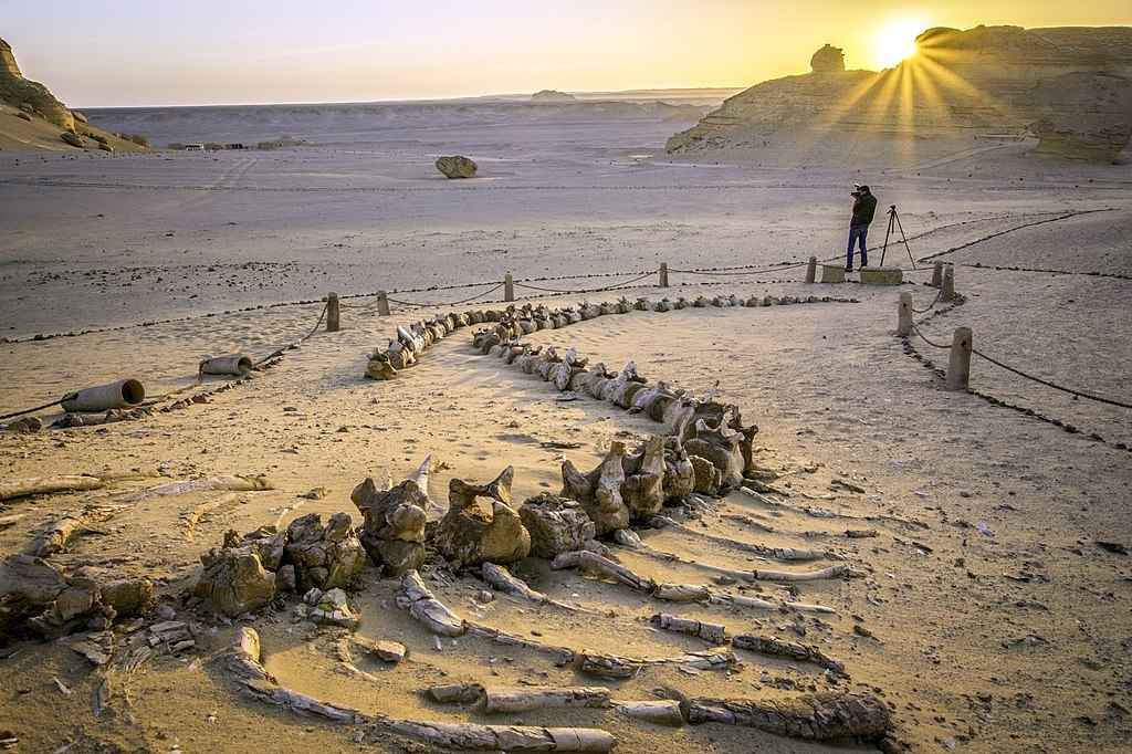 3 Days trip wadi el Hitan and Fayoum Oasis from Cairo — photo 3
