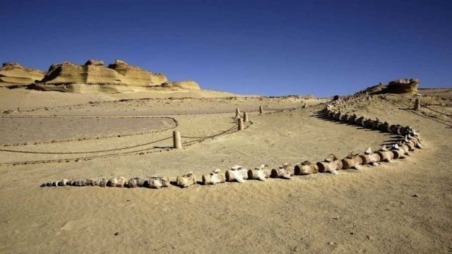 3 Days trip wadi el Hitan and Fayoum Oasis from Cairo — photo 8