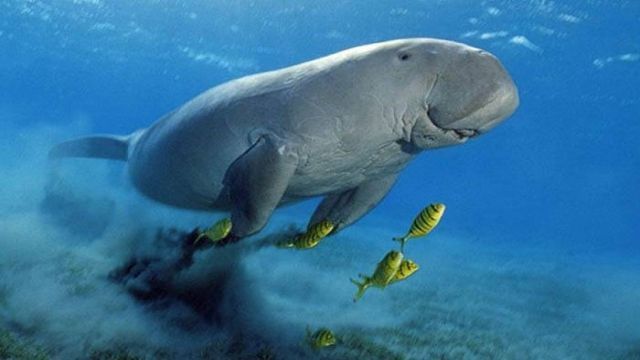 abu dabbab dugong bay hurghada egypt excursions — photo 4