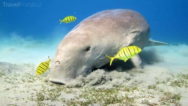 Abu Dabbab Dugong Snorkelling Trip from Sahel Hashesh — photo 2