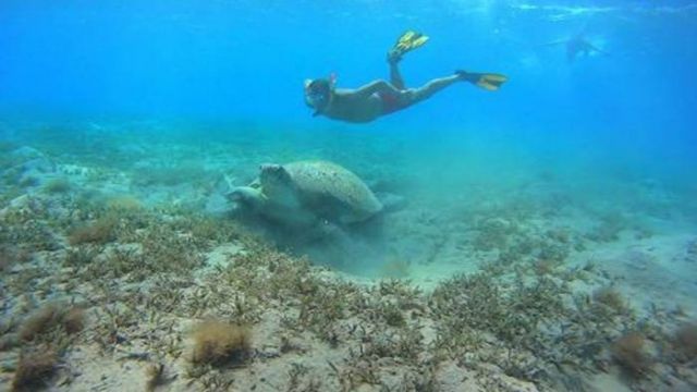 Abu Dabbab Dugong Snorkelling Trip from Sahel Hashesh — photo 5