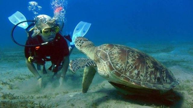 day scuba diving hurghada Egypt Red Sea — photo 6