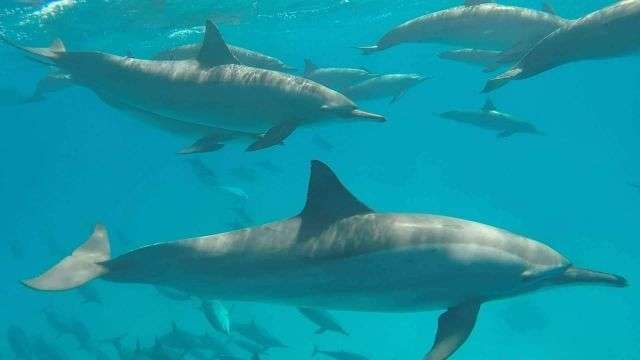 Dolphin house boat snorkeling excursion from Hurghada — photo 4