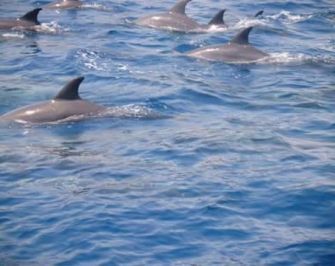 Dolphin house boat snorkeling excursion from Hurghada — photo 6