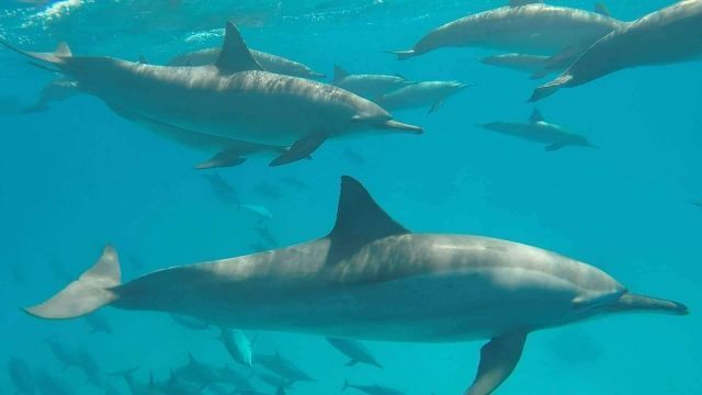 Dolphin house snorkeling trip from Sahel Hashesh — photo 4