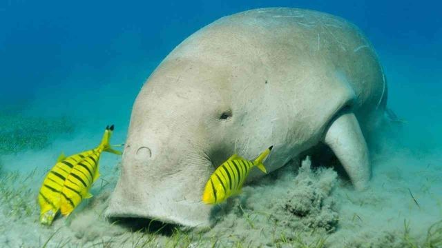 Find the Dugong at Abu Dabab beach by Speed boat from Hurghada — photo 5