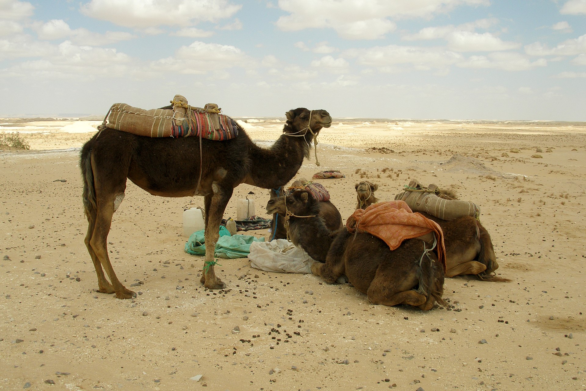Marsa Alam Morning Car Buggy tours — photo 6