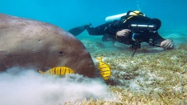 Portghalib intro diving trip from Marsa Alam — photo 2