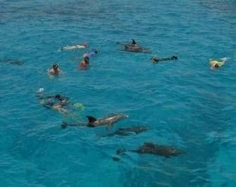 Private snorkeling boat Trip to dolphin house from Hurghada — photo 4