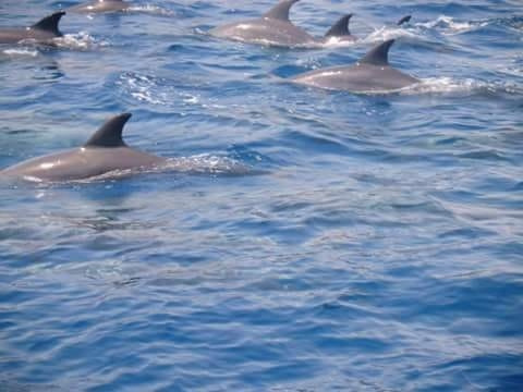 Private speedboat tour to the dolphin house from Hurghada