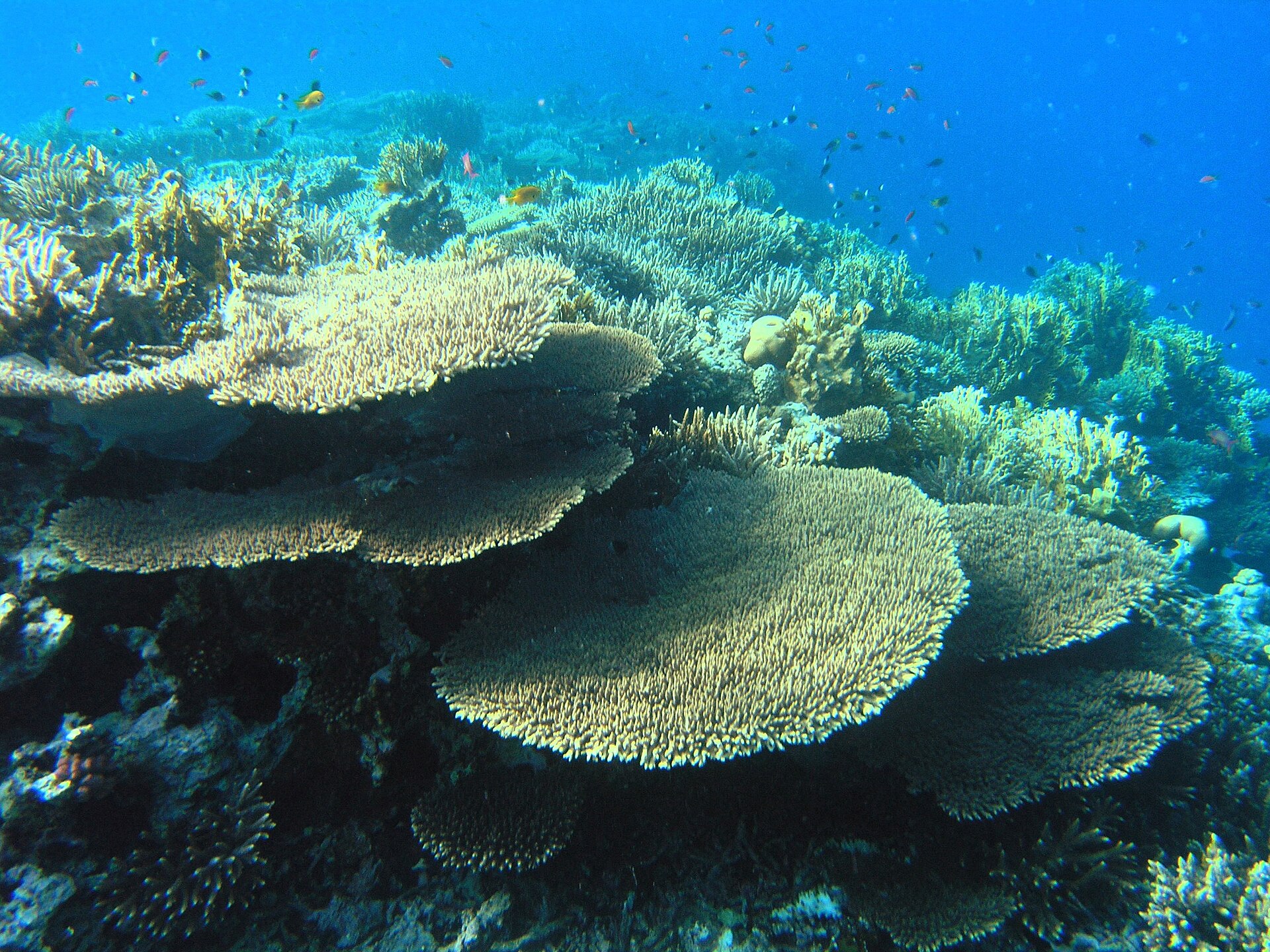 Scuba diving trip from Hurghada — photo 4