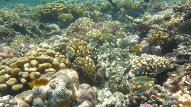 Sharm El naga bay snorkeling trip from Sahel Hashesh — photo 6