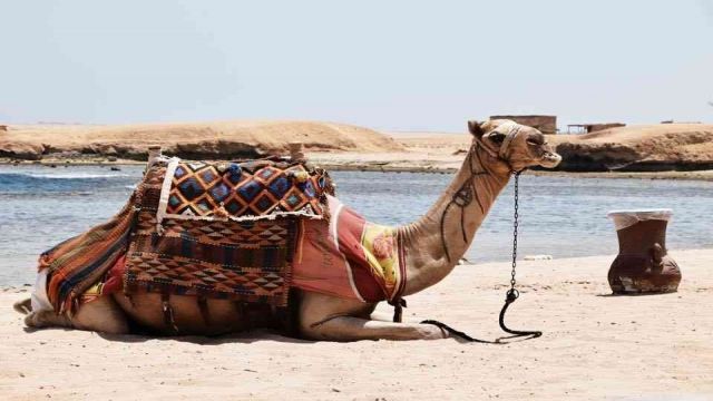Sharm El naga bay snorkeling trip from Sahel Hashesh — photo 7