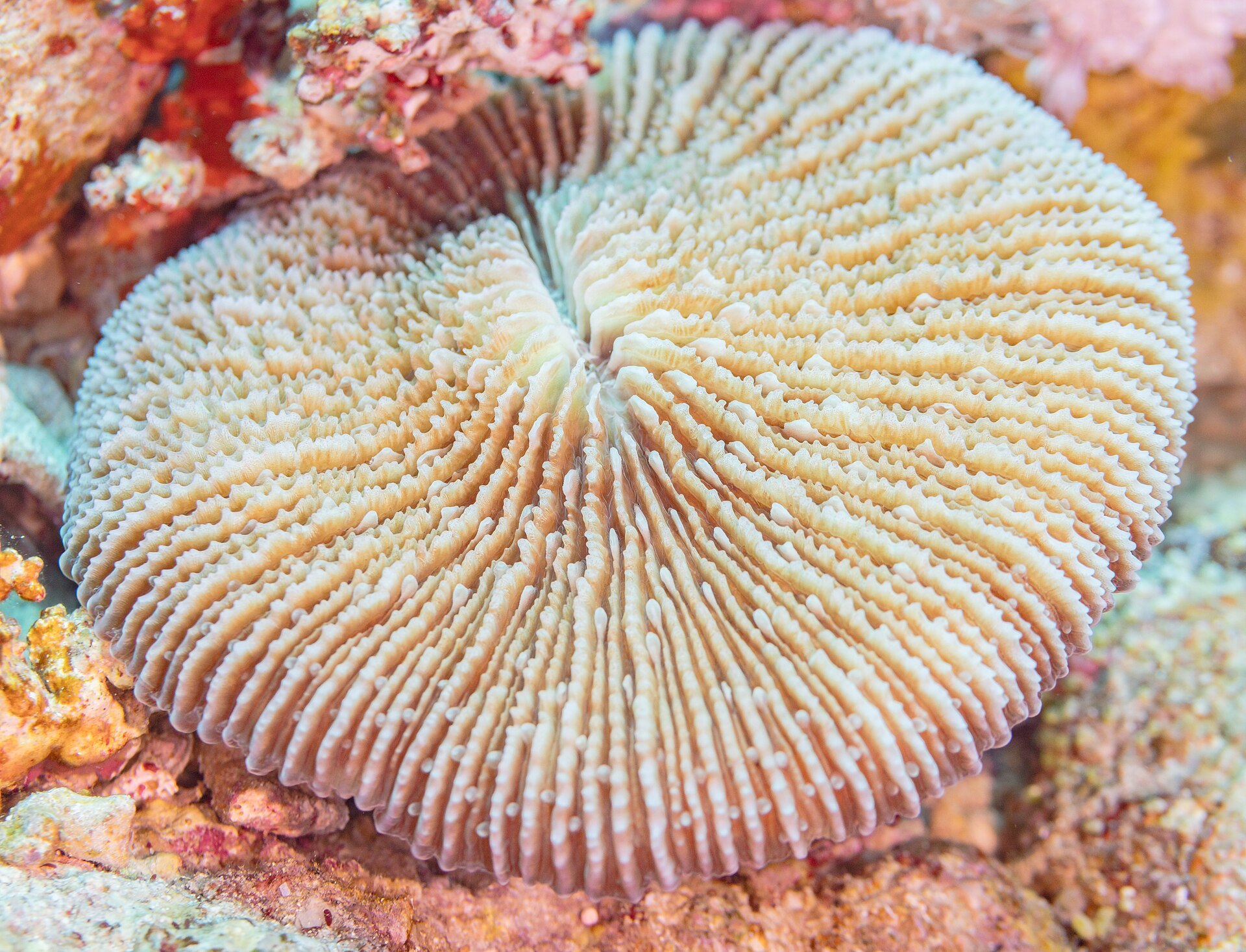 Snorkeling Trip at Hamata Islands From Marsa Alam — photo 2