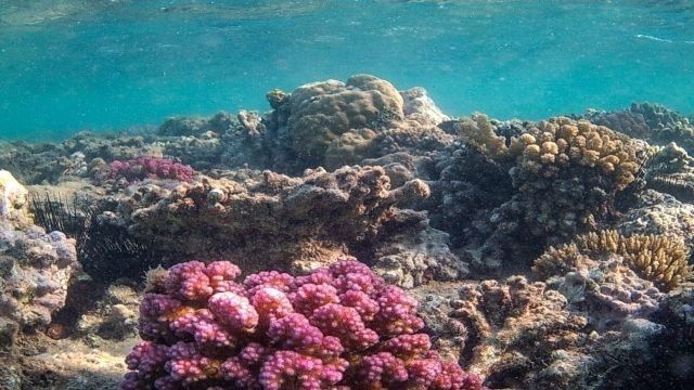 Snorkeling Trip to Orange bay from Safaga Port — photo 5