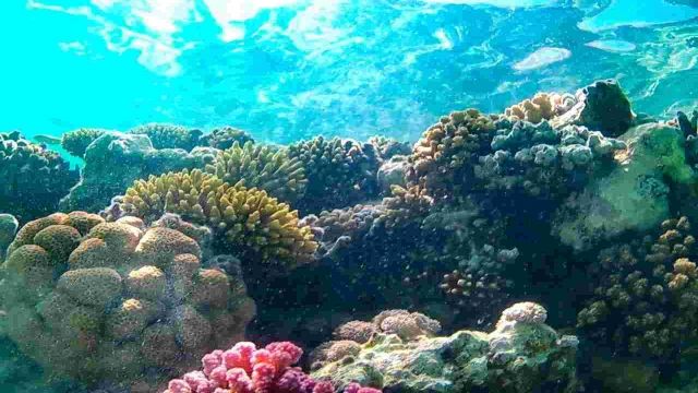Snorkeling trip to the dolphin house from Hurghada — photo 2
