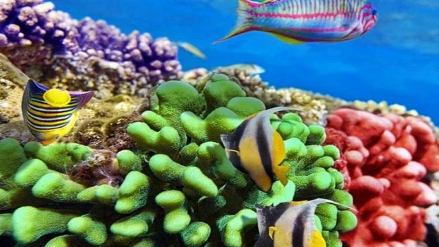Utopia island Snorkeling tour from Sahel Hashesh — photo 4
