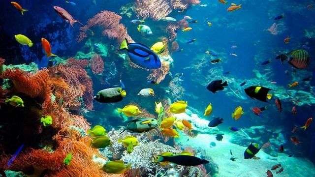 Utopia island Snorkeling tour from Sahel Hashesh — photo 5
