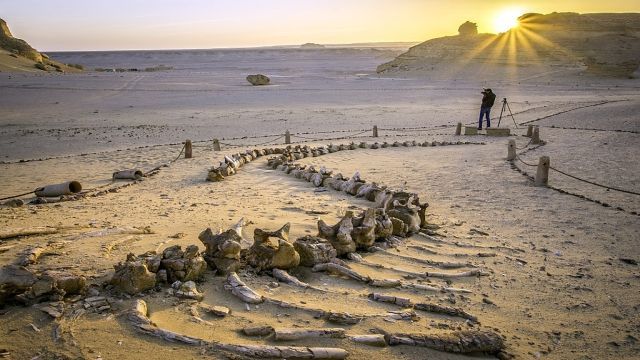 Wadi Al Hitan day trip from Cairo — photo 8
