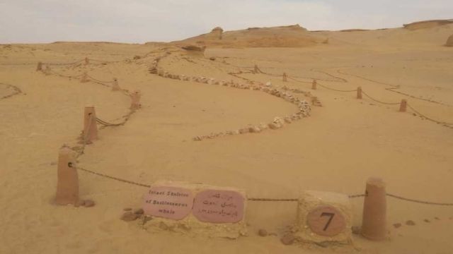 Wadi Al Hitan valley of whales day Trip from Cairo — photo 5