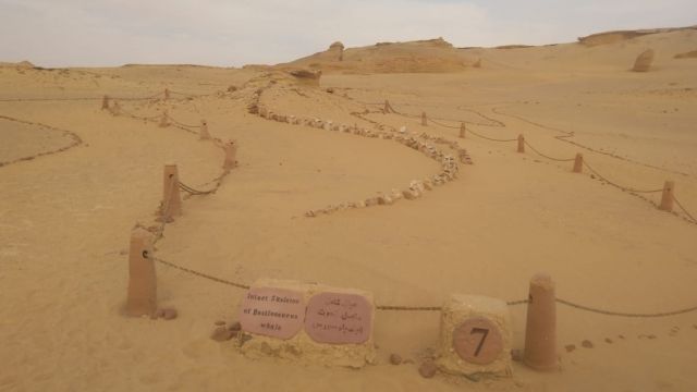 Wadi Al Hitan valley of whales day Trip from Cairo — photo 8